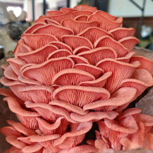 Pink Oyster Mushroom