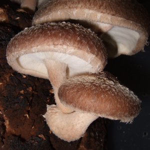 Shiitake (Lentinula edodes)