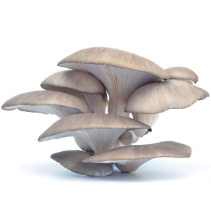 Blue Oyster Mushrooms