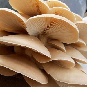 Elm Oyster Mushroom