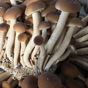 Velvet Pioppino Mushrooms