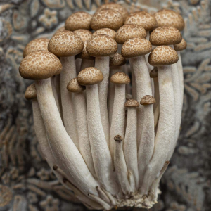 Beech (Ivory Shimeji) Mushrooms