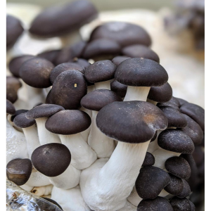 Black Pearl King Oyster Mushrooms