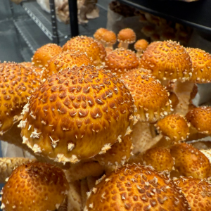 Freckled Chestnut Mushroom