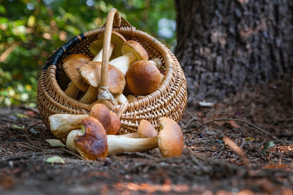 mushrooms italian cuisine